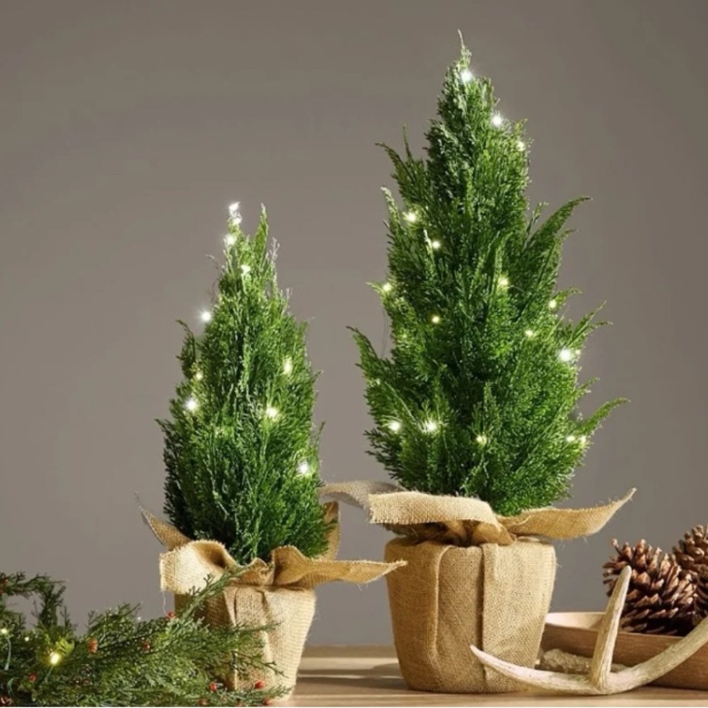 New Pottery Barn Medium Lit Topiary Tree with Burlap Base